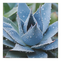 Delicado Agave Botânico Digital Fotorealista
