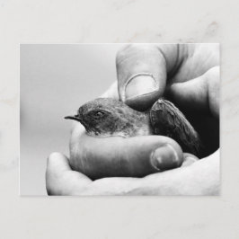 Delicado - cartão postal