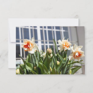 Delicados narcisos fofos da primavera 