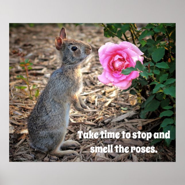 Demore a cheirar o Poster de Rosa (Frente)