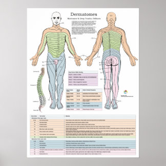 Dermatomos Myotomes e Poster DTR Chiropractic
