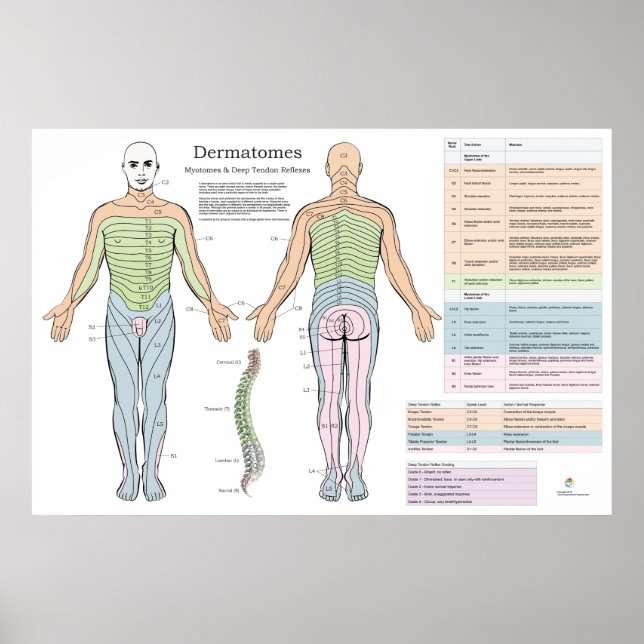 Dermatomos Myotomes Reflexos Poster Chiropractic (Frente)