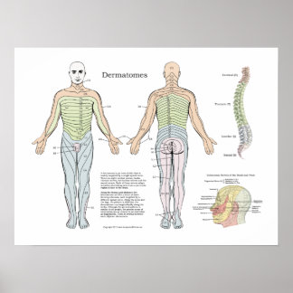 Dermatos espinhais Poster Chiropractic