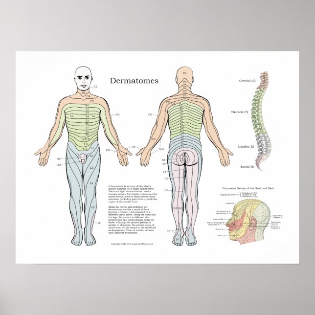 Dermatos espinhais Poster Chiropractic (Frente)