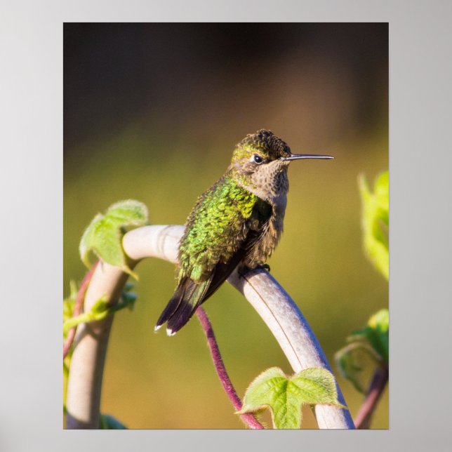 Descanso de Hummingbird 16 x 20 Poster (Frente)