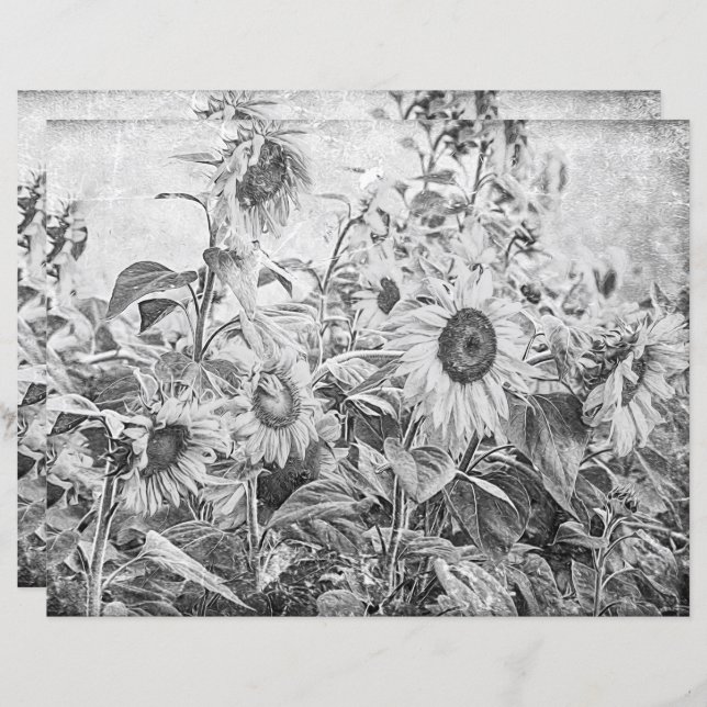 Descaptação Preta E Branca Do Campo De Girassol (Frente/Verso)