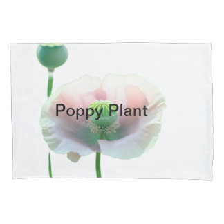 🌺 descubra a beleza da luz natural - POPPY FLOWER