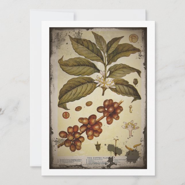 Desenho botânico da fábrica de café (Frente)