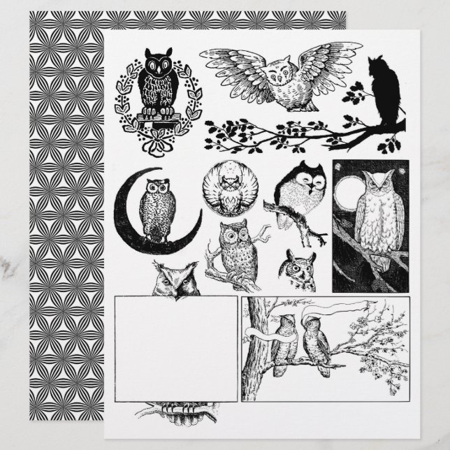 Desenhos de corujas de linhagem branca e preta (Frente/Verso)