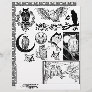 Desenhos de corujas de linhagem branca e preta