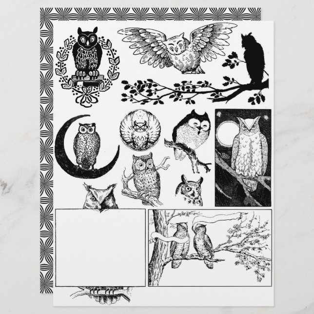 Desenhos de corujas de linhagem branca e preta (Frente/Verso)