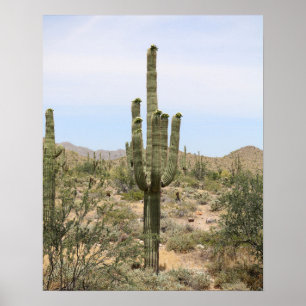 Desert Cactus 16x20, Impressão de Muro