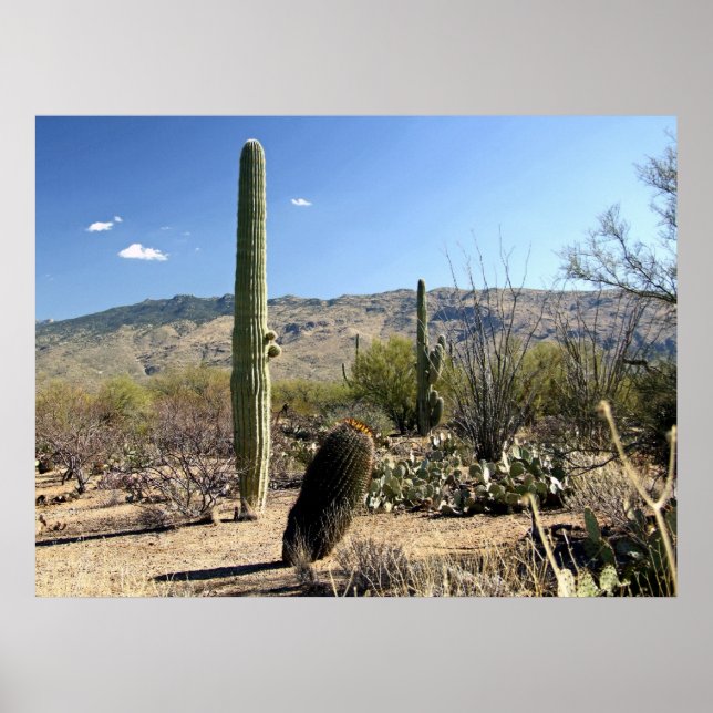 Deserto de Sonoran 03 poster (Frente)
