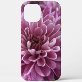 Design de Foto de Flor de Crisântemo Rosa