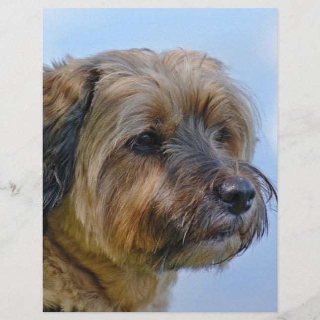 Design de Terrier (Frente)