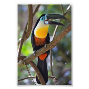 Design do Tropical Toucan - Alargamento de Foto