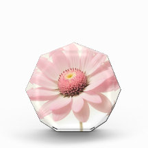 Design Floral Rosa Daisy