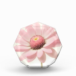 Design Floral Rosa Daisy
