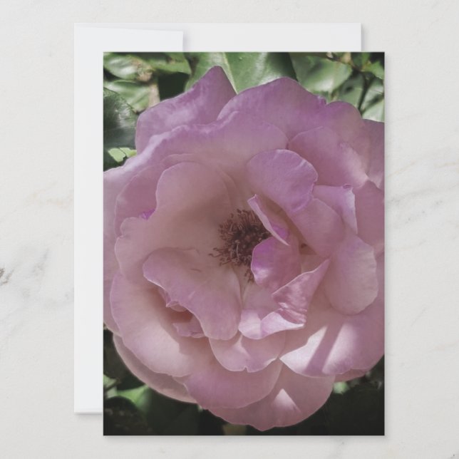 Design ROSA DE ESTILO DE DE CARTONAGEM DE CONVITE  (Frente)