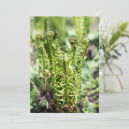 Despertar de samambaia jovem no jardim 