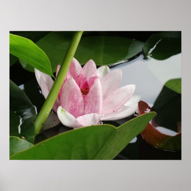 Despertar Poster de fotografia (Frente)