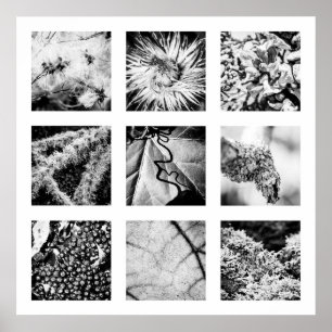 Detalhes da série Nature - Detalhes Poster