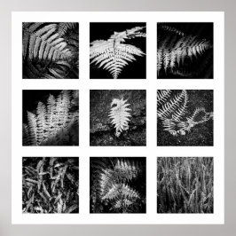 Detalhes da série Nature - poster Ferns