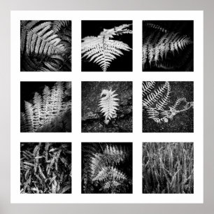 Detalhes da série Nature - poster Ferns