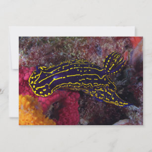 Deusa do Mar Regal Nudibranch Felimare picta