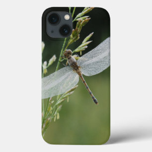Dew covered Darner Dragonfly