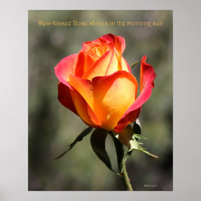 Dew-kissed Rose Poster 16x20 ROSE & PROSE (Frente)