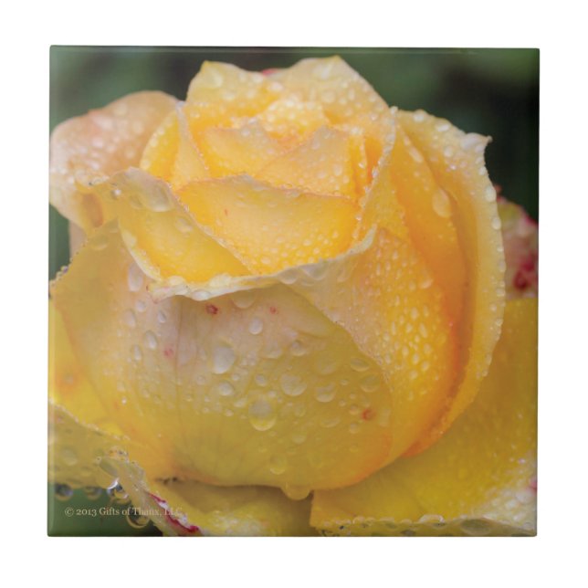 Dewdrops no rosa amarelo - azulejo (Frente)