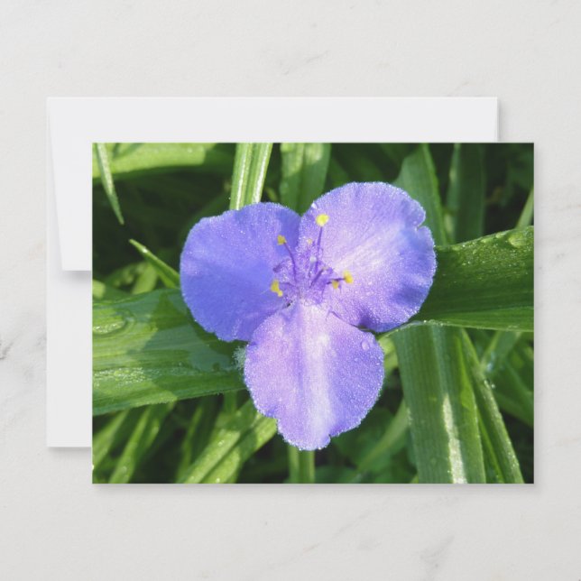 Dewy Trillium Spring Wildflower (Frente)