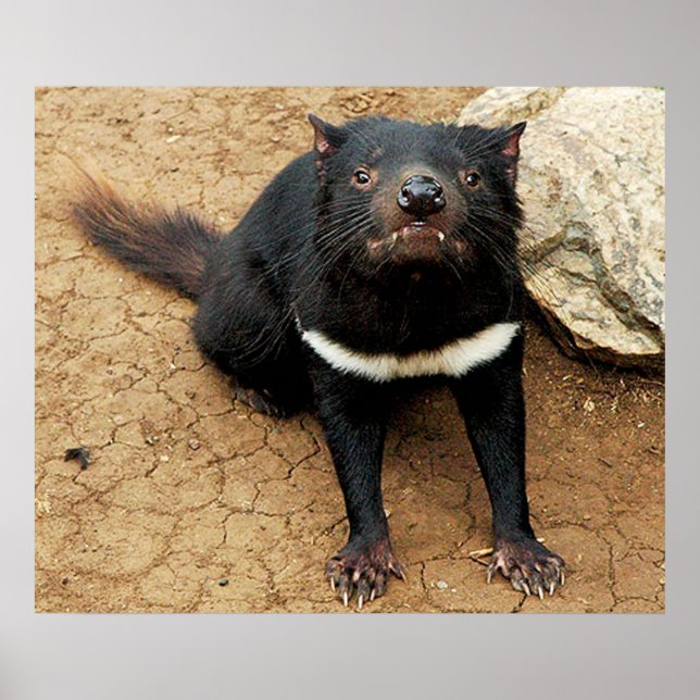 Diabo da Tasmânia ou diabo animais recheados em segunda mão durante 18 EUR  em Salamanca na WALLAPOP