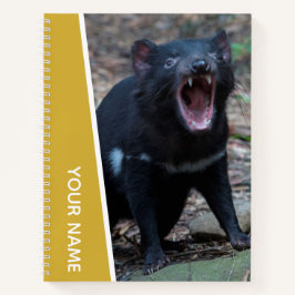 Diabo-da-Tasmânia, Tasmânia, Austrália, Ouro