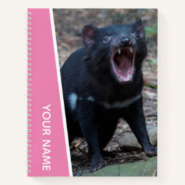 Diabo-da-Tasmânia, Tasmânia, Austrália, Rosa