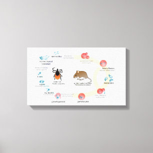 Diagrama canvas Ciclo de vida Babesia microti