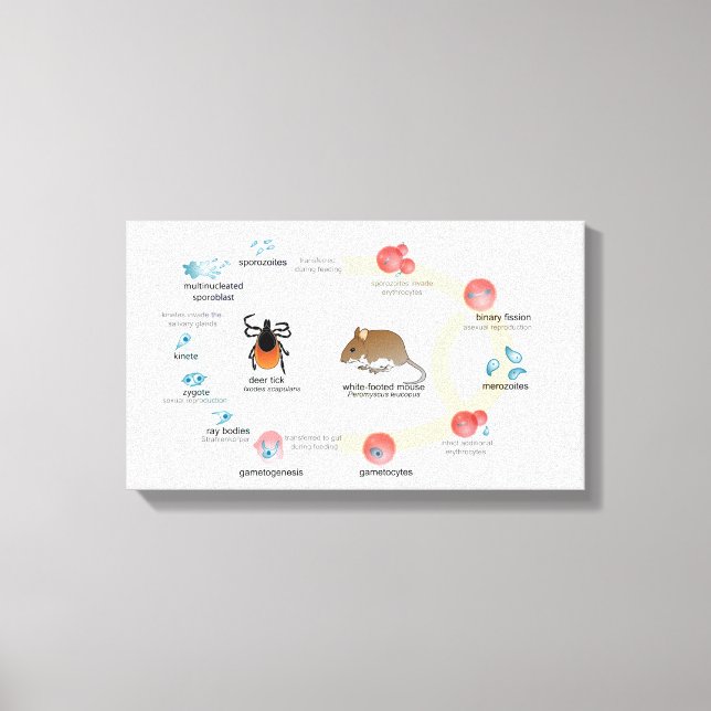 Diagrama canvas Ciclo de vida Babesia microti (Frente)