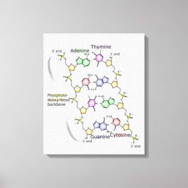 Diagrama canvas da estrutura química do ADN (Frente)