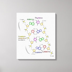 Diagrama das canvas da estrutura química do ADN