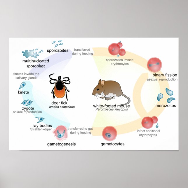 Diagrama de Poster Ciclo de vida de Babesia microt (Frente)