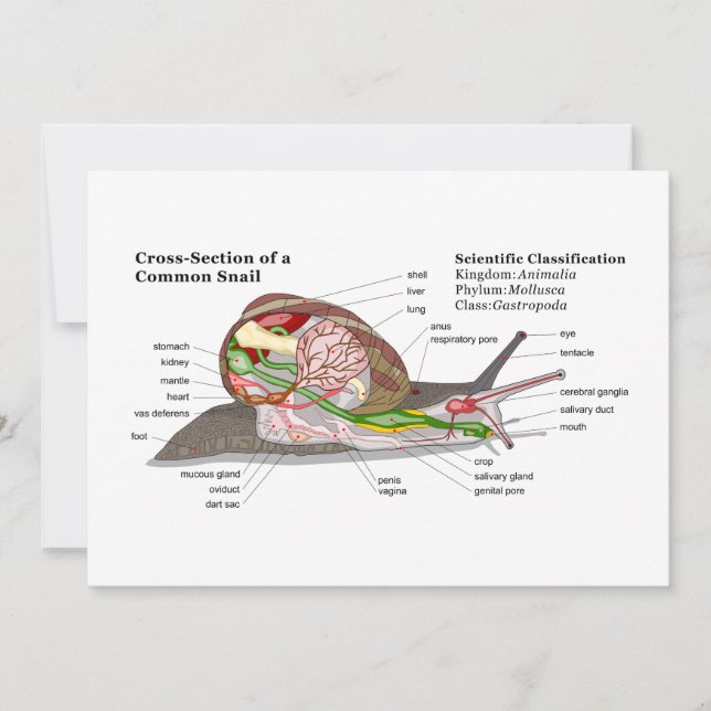 Diagrama de um Caracol do Jardim Comum (Helix aspe (Frente)