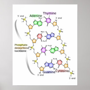 Diagrama do poster da estrutura química do ADN
