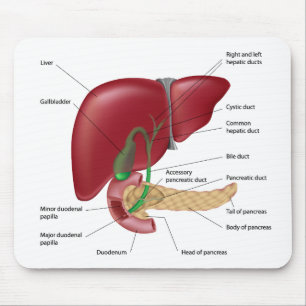 Diagrama Mousepad do pâncreas do fígado