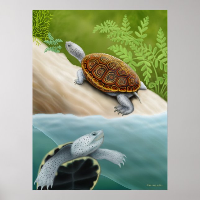 Diamondback Terrapin Turtles Poster (Frente)