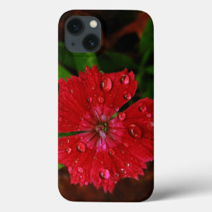 Dianthus Vermelho Com Gotículas de Chuva