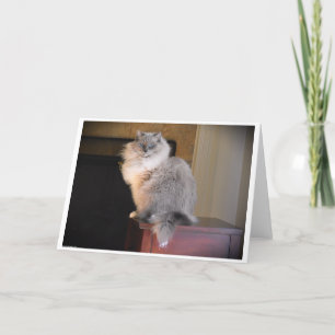 Dias Lentos, cartão