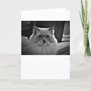 Dias Lentos, cartão