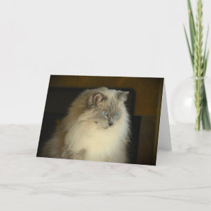 Dias Lentos, cartão