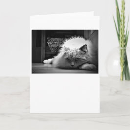 Dias Lentos, cartão